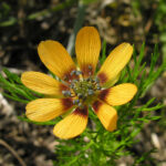 adonis-aestivalis-1fleur-marie-france-pacaud