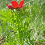 adonis-aestivalis-1liliane-roubaudi