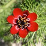 adonis-annua-1fleur-marie-portas