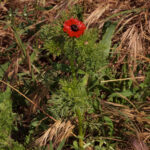 adonis-annua-1plante-entiere-marc-seguin