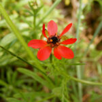 adonis-flammae-1fleur-jean-claude-calais