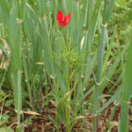 adonis-flammea-1bordure-champ-sylvain-piry