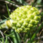 adonis-vernalis-1fruit-jean-jacques-houdre