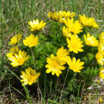adonis-vernalis-1plante-jean-jacques-houdre