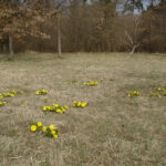 adonis-vernalis-1prairie-jean-francois-christians
