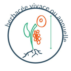 Herbacée vivace ou annuelle Herbacée vivace ou annuelle