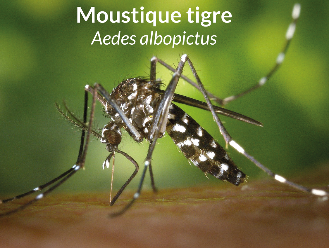 Les moustiques reconnaître le tigre & le commun RESPE — free download
