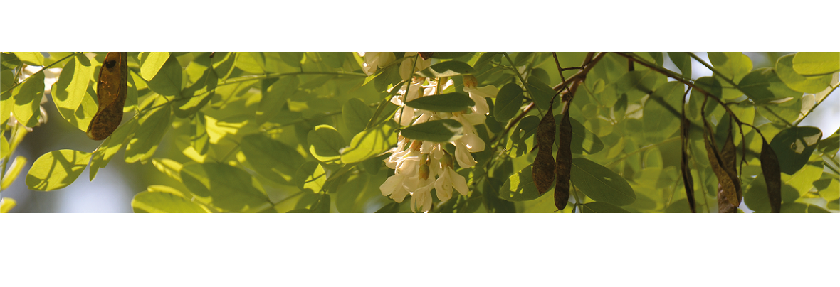 Le robinier faux-acacia : attention au grignotage d’écorce