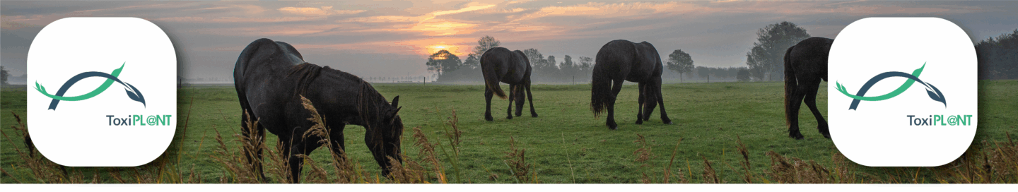 ToxiPL@NT, votre appli web d’aide à la reconnaissance des plantes toxiques pour les chevaux !