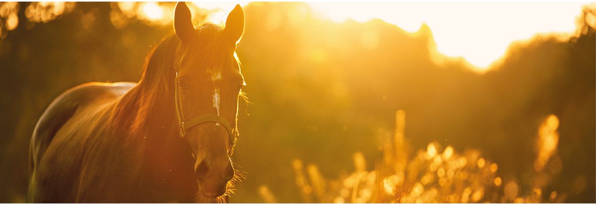 Les gestes essentiels pour protéger votre cheval des fortes chaleurs