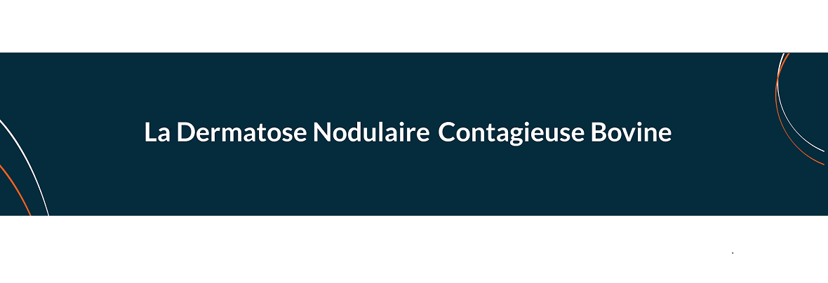 La dermatose nodulaire contagieuse bovine : une maladie bovine qui ne touche pas les équidés