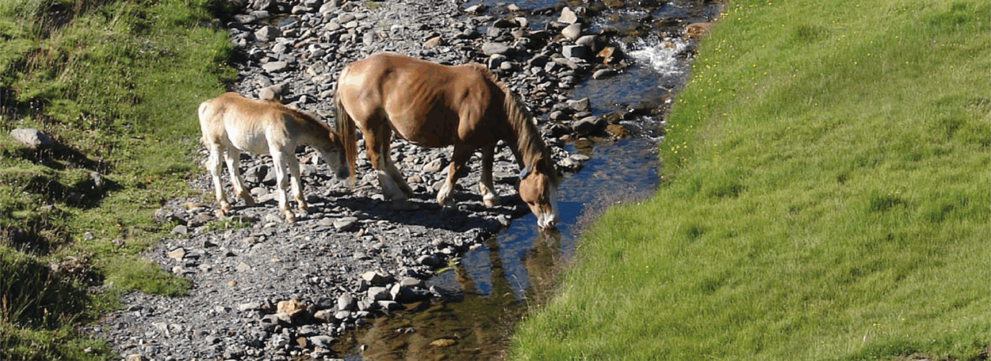 L’eau : un besoin vital pour votre cheval