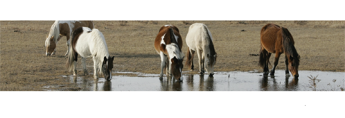Les besoins en eau du cheval