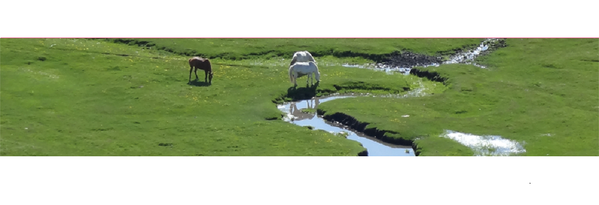 Les risques de déshydratation chez le cheval