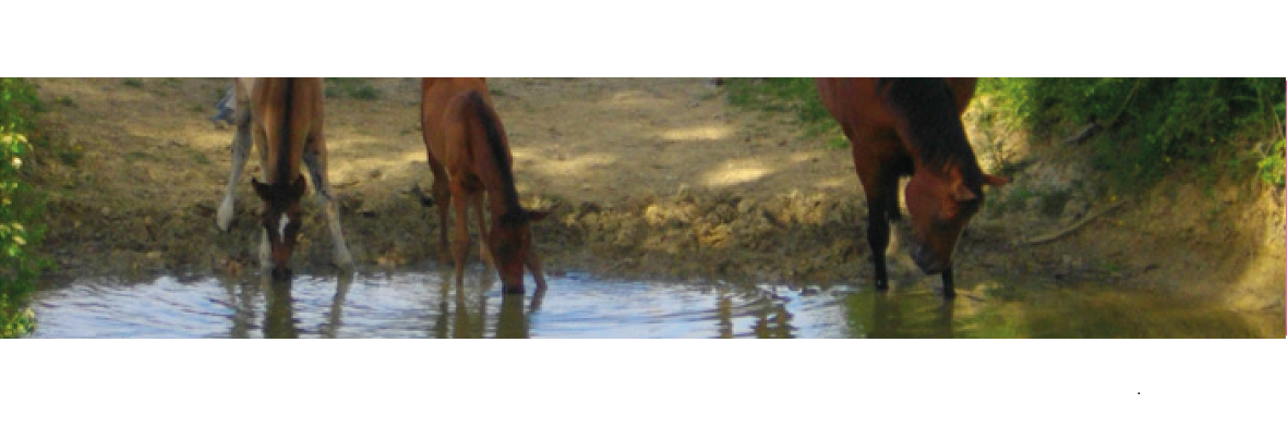 L’importance de la qualité de l’eau pour votre cheval