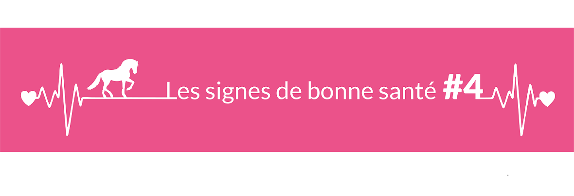 Quelle est la fréquence respiratoire normale d’un cheval adulte au repos ?
