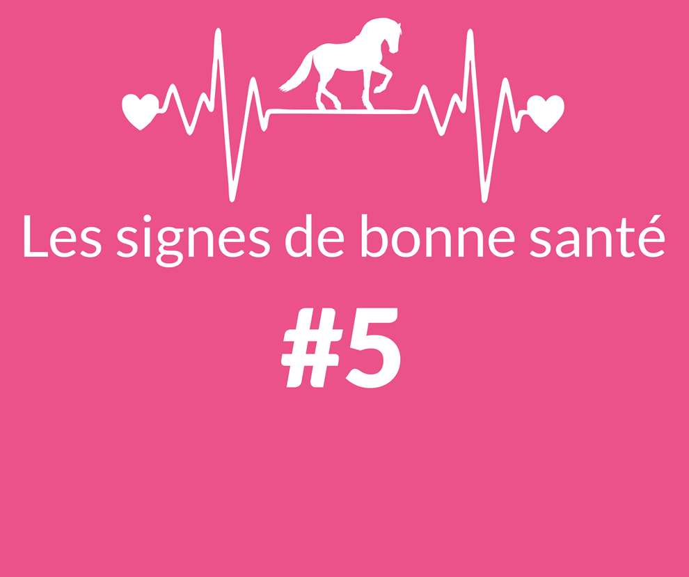 Clinique équine de Sers, échographie cardiaque équine à Pau – Pyrénées