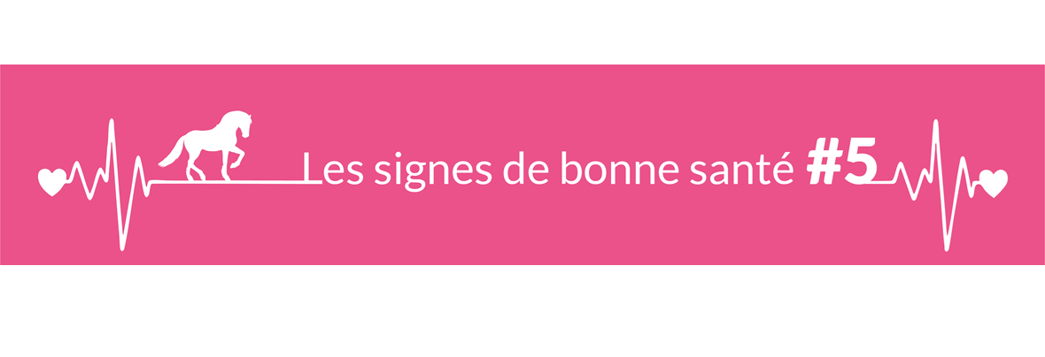 Quelle est la fréquence cardiaque normale d’un cheval adulte au repos ?