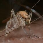 Les moustiques communs : quelles mesures de prévention pour limiter leur développement, sans les exterminer ?