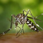 Les moustiques tigres : quelles mesures de prévention pour limiter leur développement ?