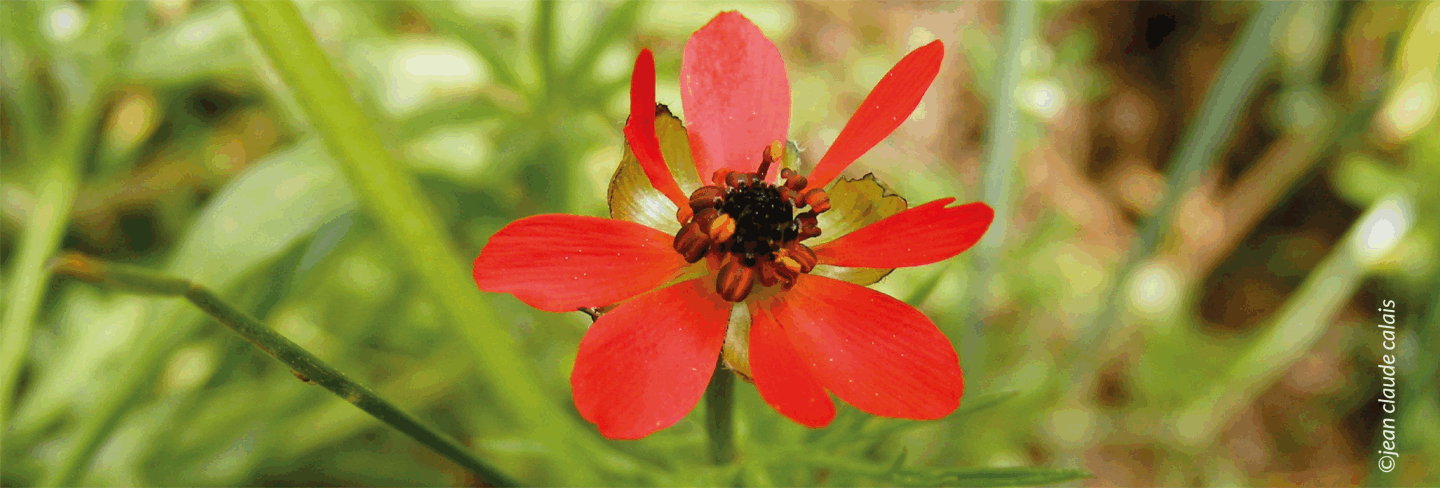 L’adonis – Adonis sp.