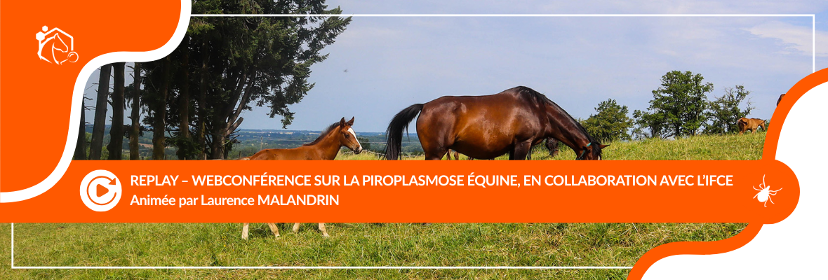 Replay disponible – Transmission de la piroplasmose équine : des actualités à ne pas manquer