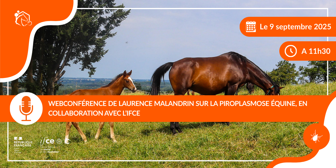Comprendre la transmission de la piroplasmose équine