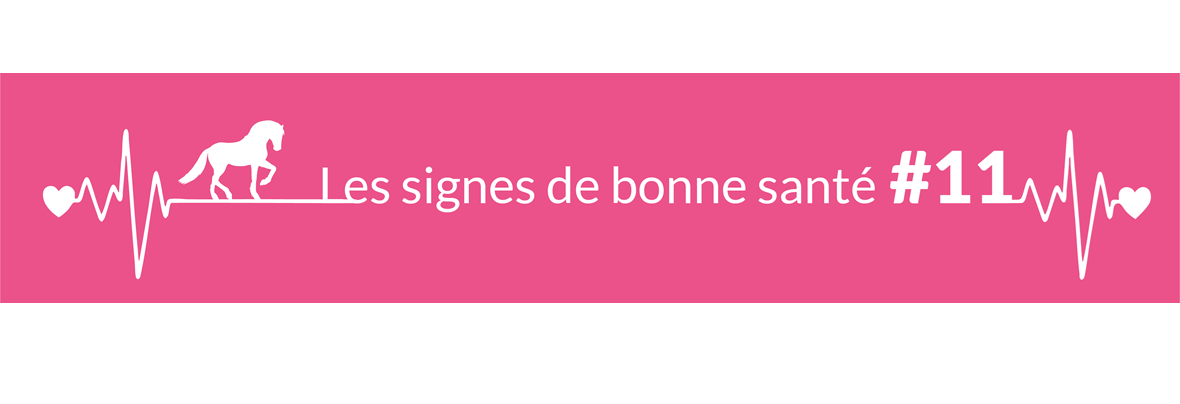 Quel est l’aspect de l’urine d’un cheval adulte en bonne santé ?