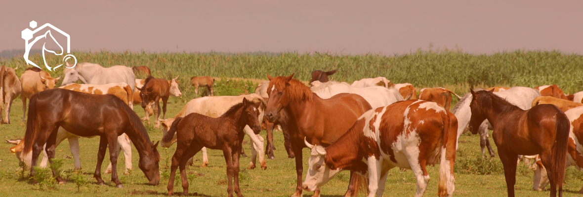 Dermatose nodulaire contagieuse bovine – Appel à vigilance
