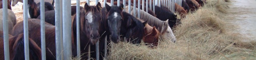 Le RESPE relaie la Lettre Avoir un Cheval de l’IFCE – n°140