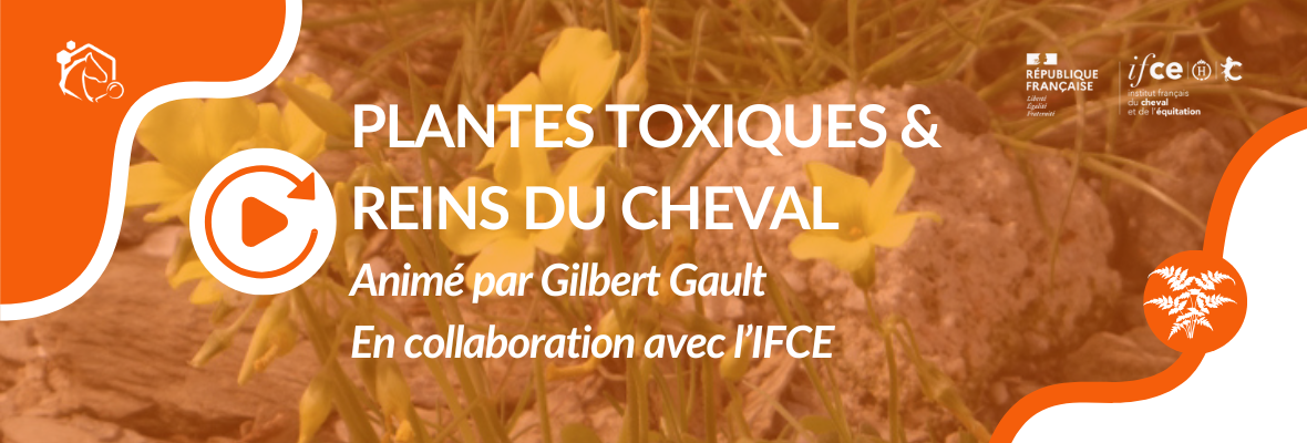 Replay — Webconférence IFCE : Plantes toxiques & reins du cheval