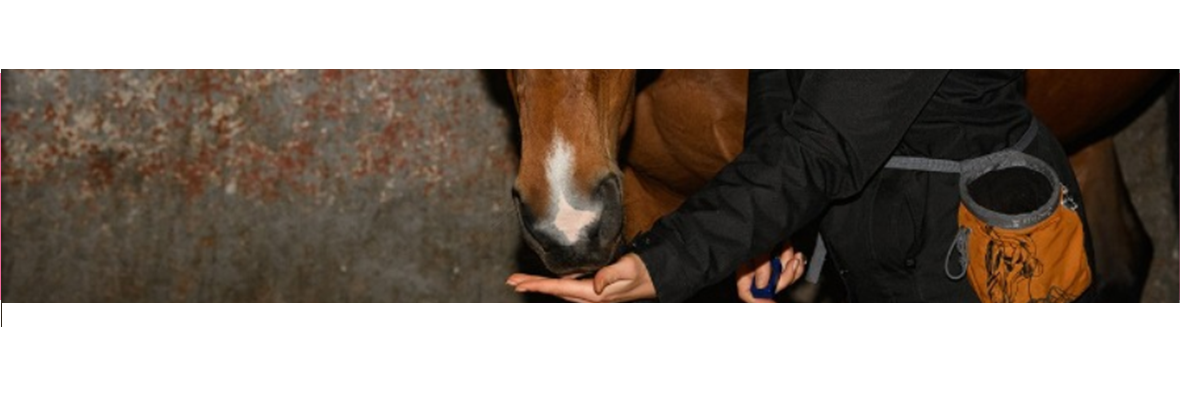 Automne, soins et infrastructures : ce qu’il ne fallait pas manquer dans la lettre Avoir un cheval n°141