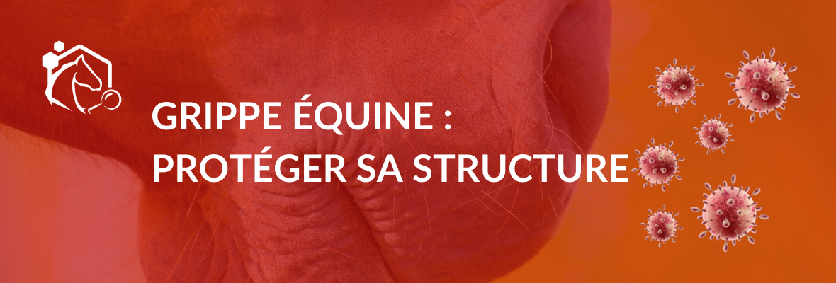 Grippe équine : ce qu’il faut savoir pour mieux protéger vos chevaux