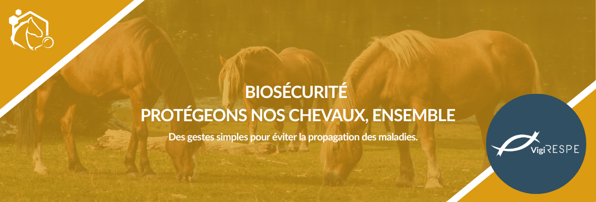 Biosécurité équine : un réflexe essentiel pour protéger la filière