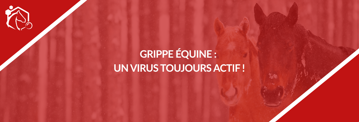 Grippe équine : ce qu’il faut savoir pour mieux protéger vos chevaux