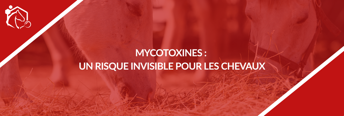 Mycotoxines : quels risques pour la santé des chevaux ?