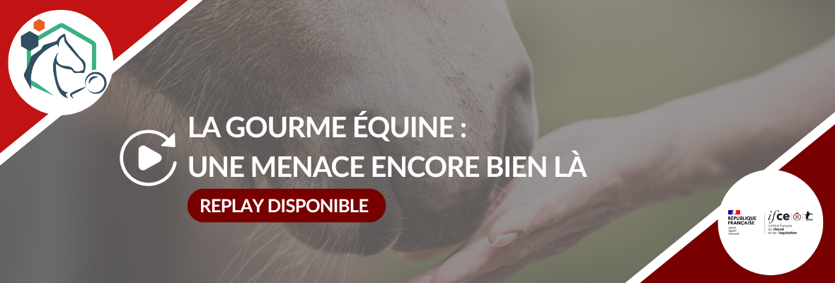 Replay – La gourme équine : une menace encore trop présente