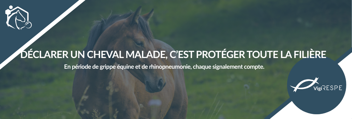 Déclarer une maladie chez un cheval : un geste essentiel pour la filière équine
