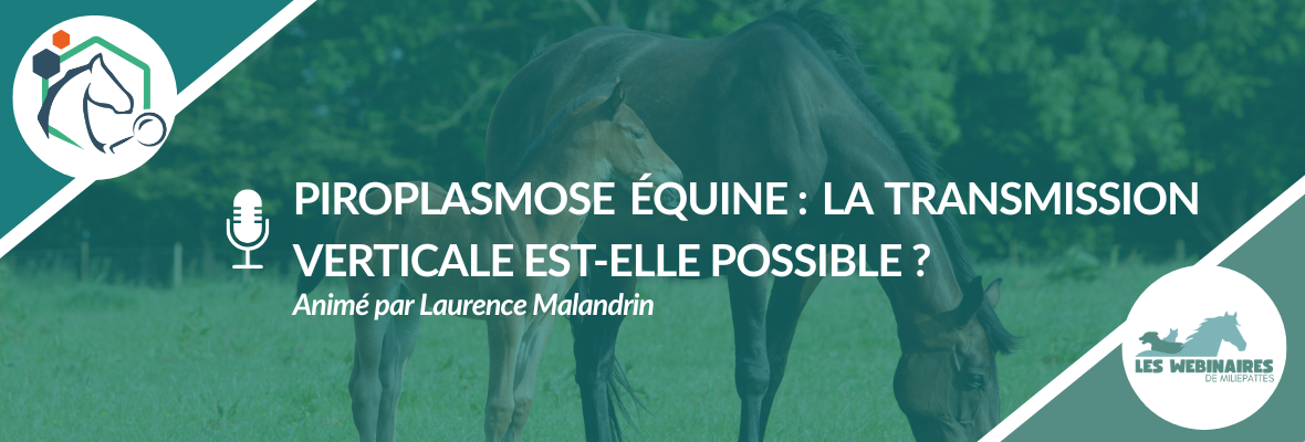 Transmission verticale de la piroplasmose équine : est-ce possible ?