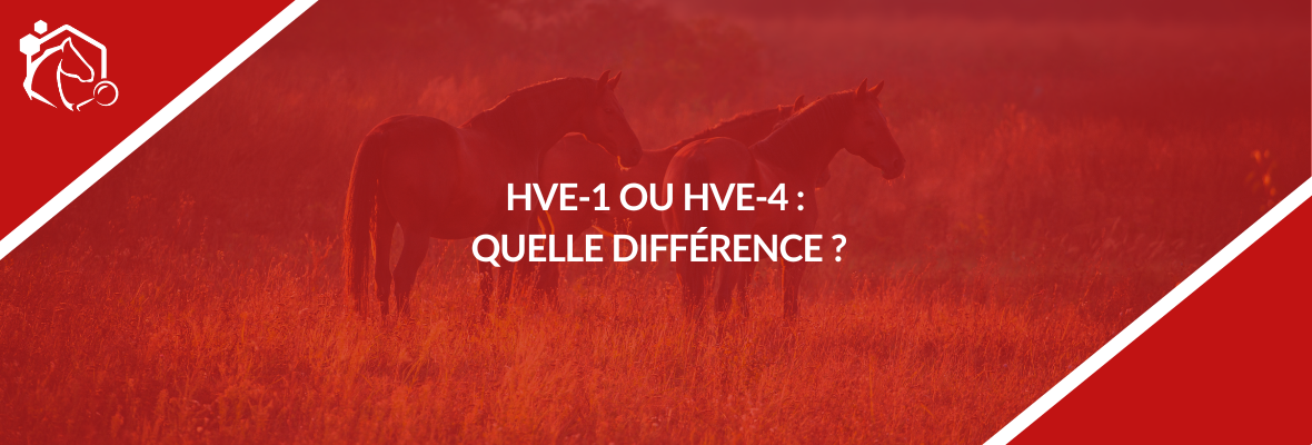 HVE1 et HVE4 : deux herpèsvirus équins à surveiller