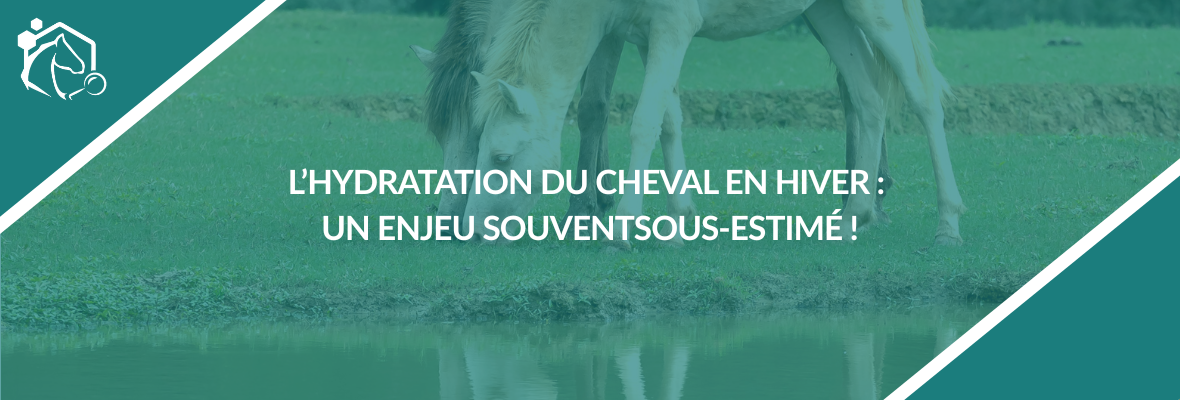 Abreuvement du cheval en hiver : un enjeu clé pour prévenir la déshydratation