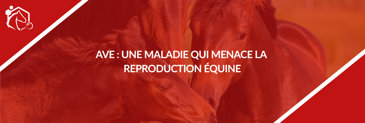 Artérite virale équine (AVE) : symptômes, transmission et prévention
