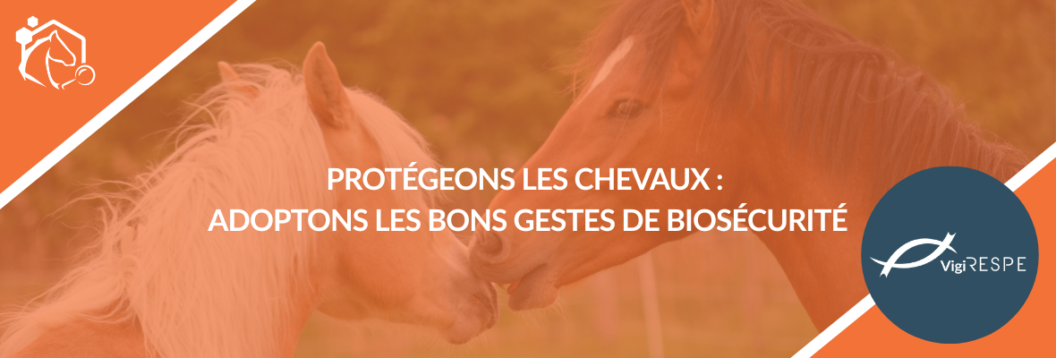 Biosécurité équine : un levier stratégique de prévention à l’approche de la saison des compétitions et de la monte