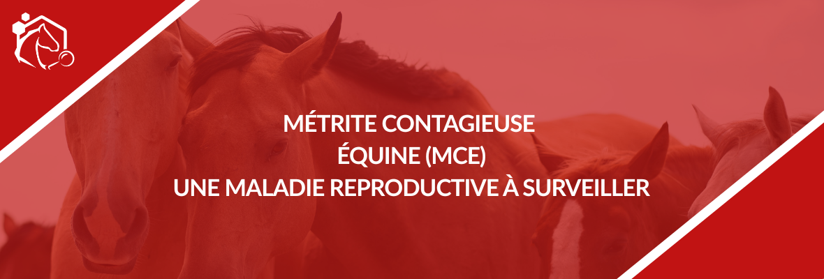 Métrite contagieuse équine (MCE) : ce qu’il faut savoir