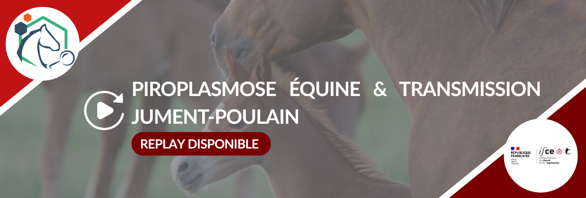 Replay webconférence : piroplasmose équine et transmission jument-poulain