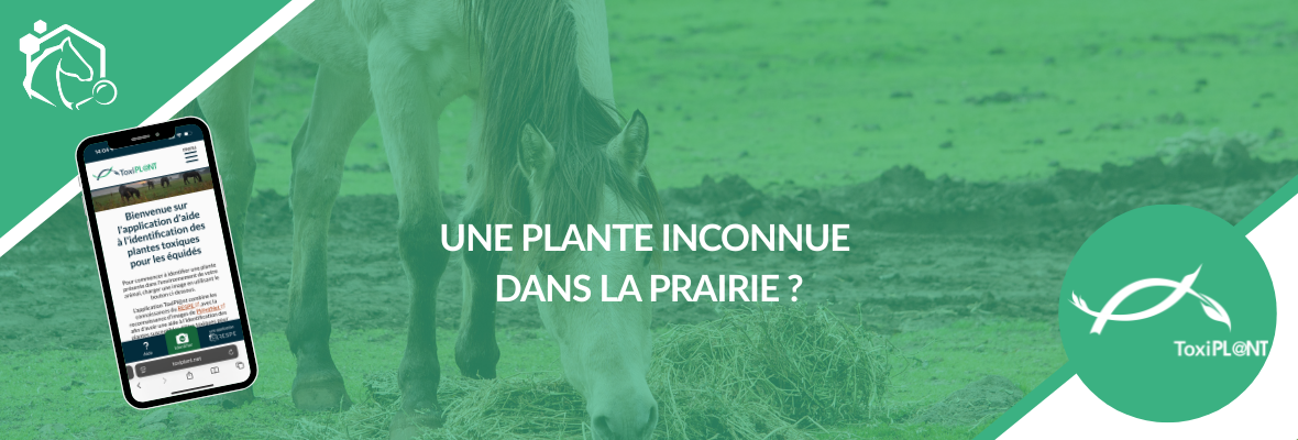 ToxiPL@NT : l’outil en ligne pour identifier les plantes toxiques chez le cheval