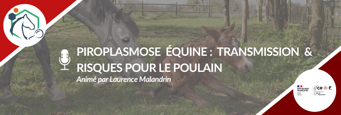 Webconférence RESPE x IFCE : piroplasmose équine, transmission et risques pour le poulain