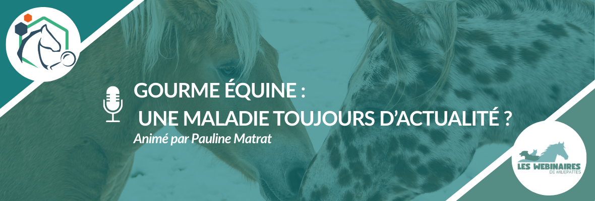 Gourme équine : une maladie toujours d’actualité ?
