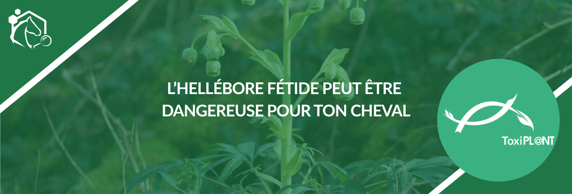 Hellébore fétide : une plante toxique pour les chevaux