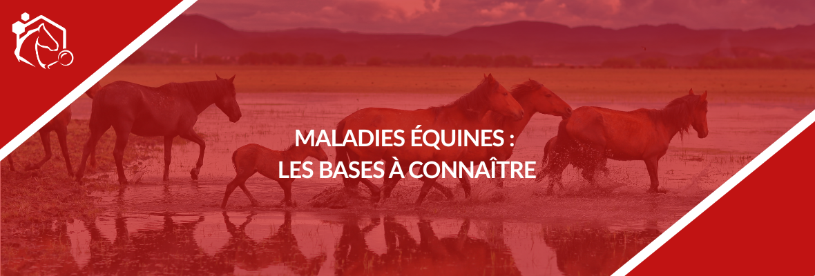 Maladies équines : comprendre les bases pour mieux protéger les chevaux